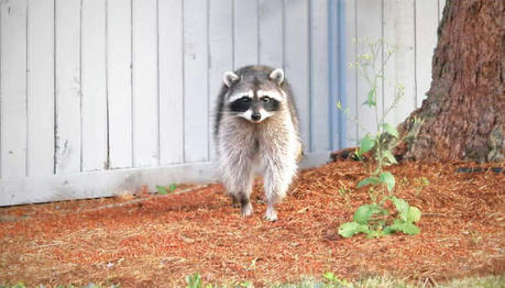 9 Simple Ways to Keep Critters Out of Your Cabin Naturally